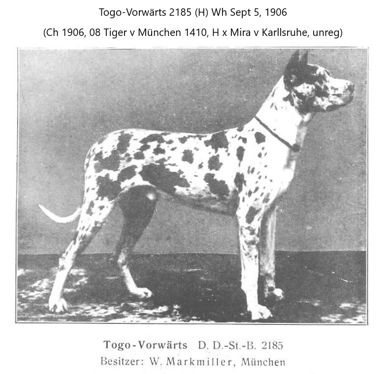 Togo-Vorwarts